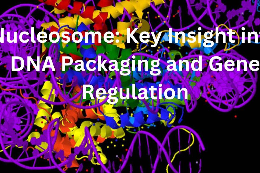 Nucleosome: Key Insight into DNA Packaging and Gene Regulation
