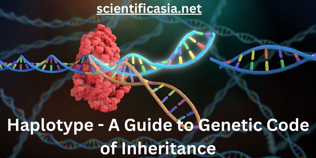 Haplotype – A Guide to Genetic Code of Inheritance