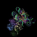 Nucleosome: Key Insight into DNA Packaging and Gene Regulation