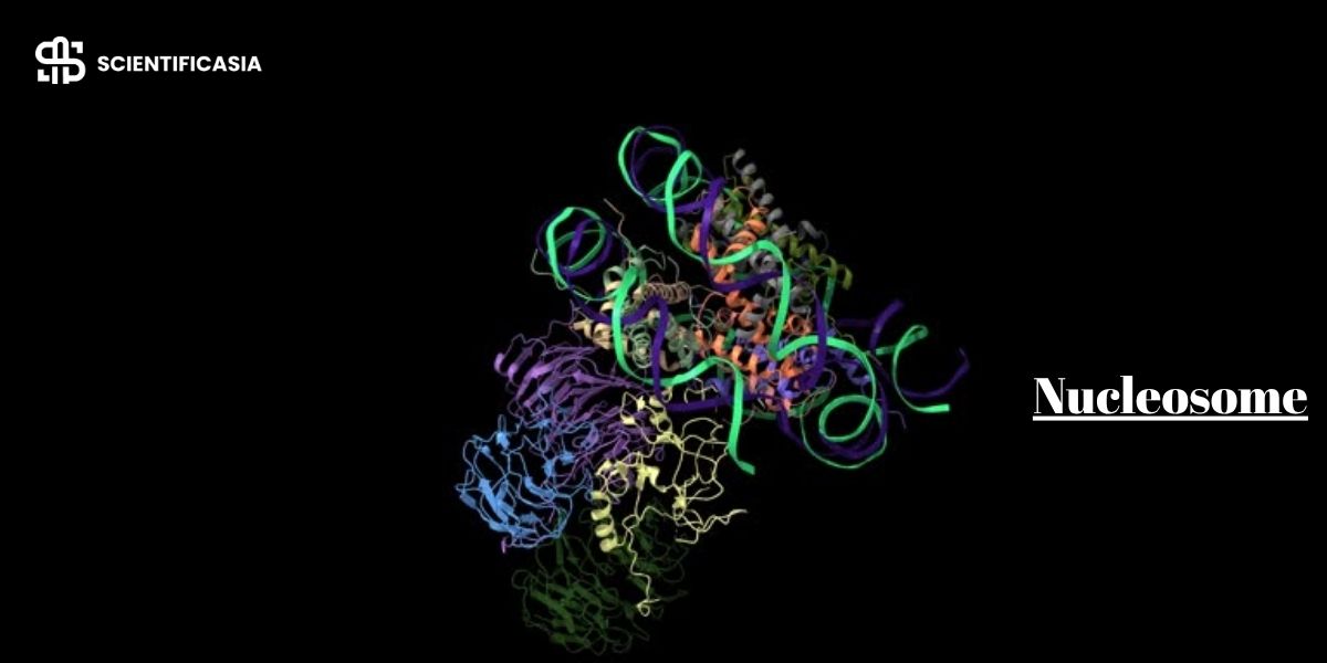 Nucleosome: Key Insight into DNA Packaging and Gene Regulation