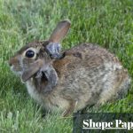 Understanding the Shope Papilloma Virus: The Evolutionary Link Between “Zombie Rabbits” and Modern Oncology