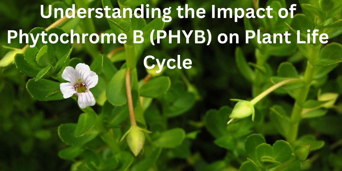 Understanding the Impact of Phytochrome B (PHYB) on Plant Life Cycle