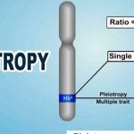 Pleiotropy – The Impact of Single Gene Variation on Life