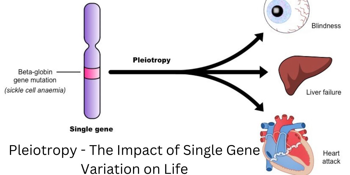 Pleiotropy – The Impact of Single Gene Variation on Life
