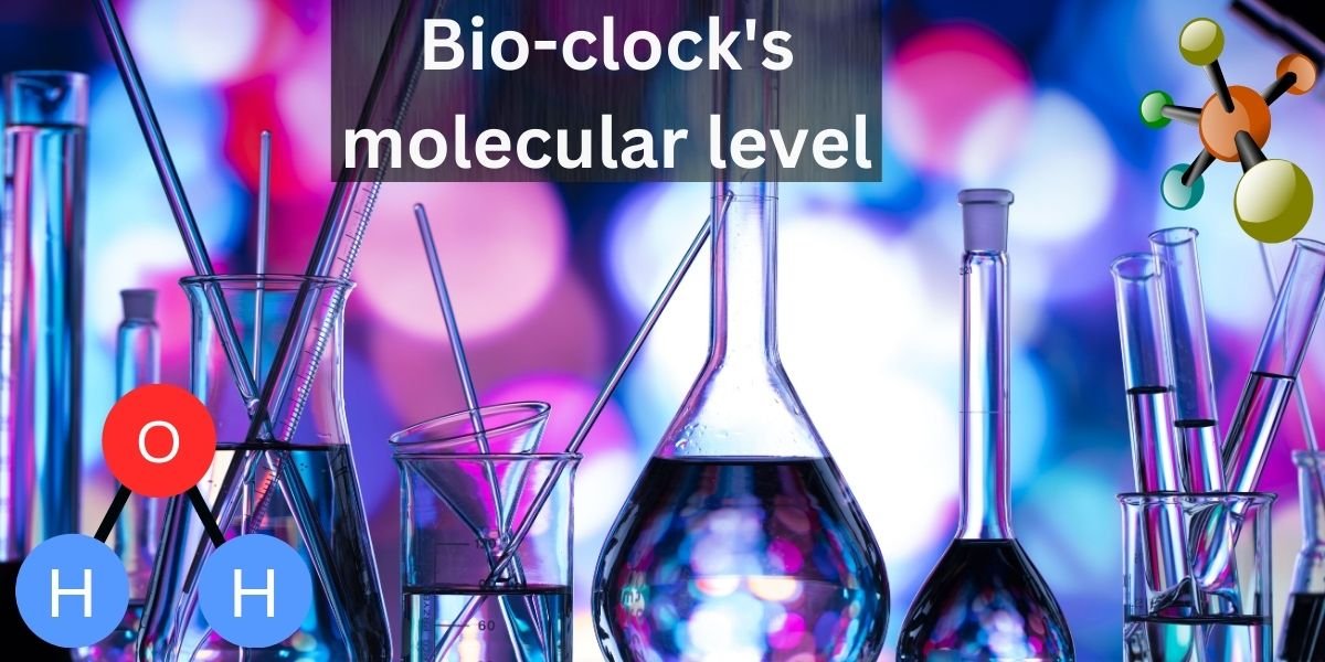 Molecular mechanisms that control circadian rhythm Nobel prize in medicine