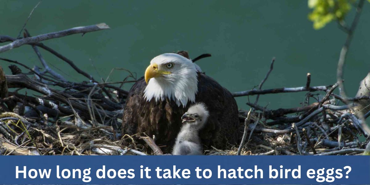 How long does it take to hatch bird eggs? 