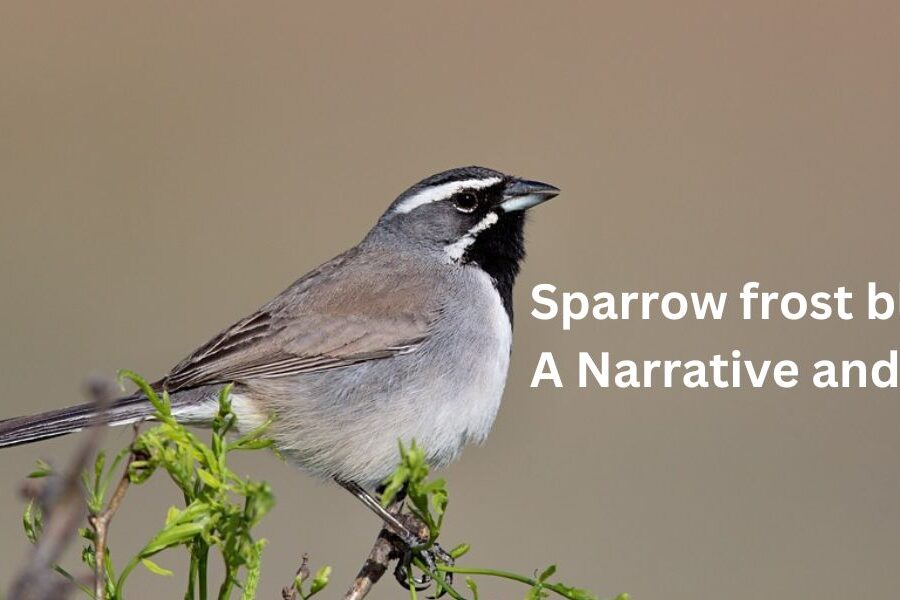 Sparrow frost black: A Narrative and Facts