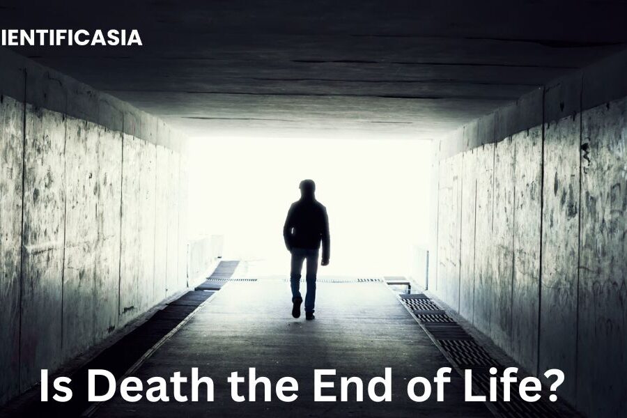 Is Death the End of Life?