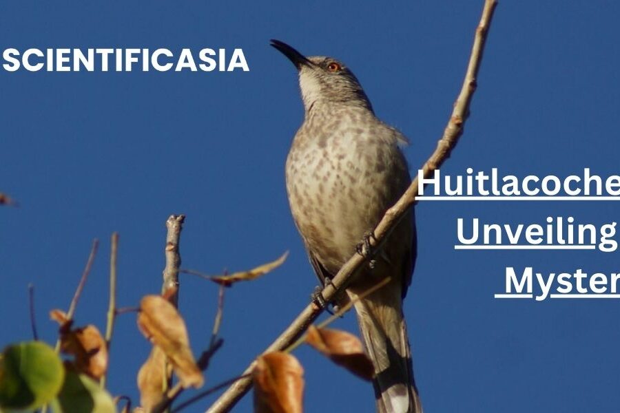 Huitlacoche Bird: Unveiling the Mystery