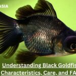 Understanding Black Goldfish: Characteristics, Care, and FAQs