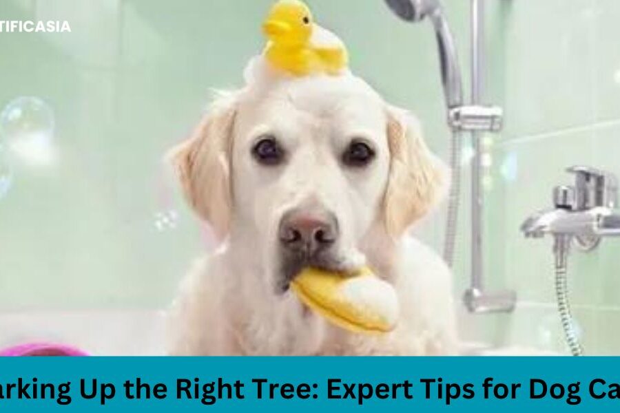 Barking Up the Right Tree: Expert Tips for Dog Care