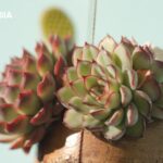 The Art of Faux: Transforming Your Workspace with Artificial Succulents