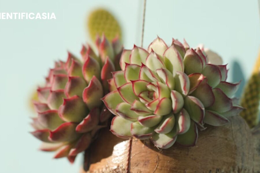 The Art of Faux: Transforming Your Workspace with Artificial Succulents