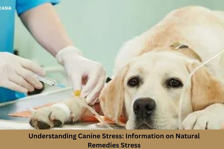 Understanding Canine Stress: Vital Information on Exploring Natural Remedies