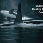 New images reveal an elusive orca group hunting dolphins off the coast of Chile