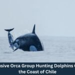 New images reveal an elusive orca group hunting dolphins off the coast of Chile