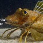 Meet the Fish with Bird-like Wings and Legs for Tasting the Seafloor