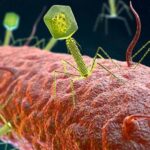 Discover the microbiome’s ‘dance partner’: the hidden world of gut viruses