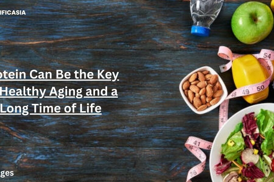 We have to know through the new research that this protein can be the key to healthy aging and a long time of life