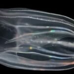 Breakthrough Discovery: 2 Comb Jellies Combine to Form One Entity