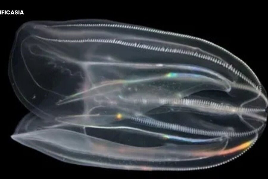 Breakthrough Discovery: 2 Comb Jellies Combine to Form One Entity