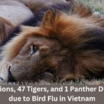 According to the government media report, 3 Lions, 47 tigers, and 1 panther were dead due to the bird flu in Vietnam