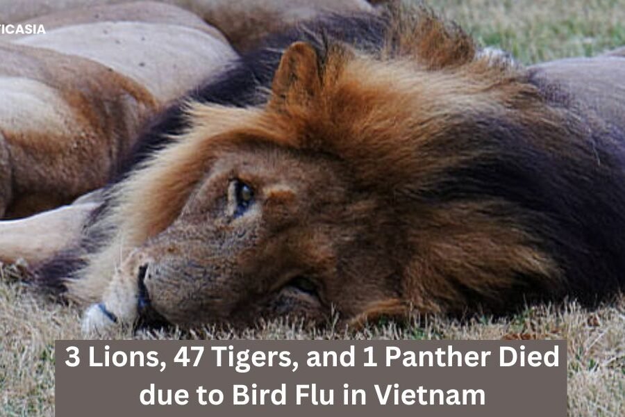 According to the government media report, 3 Lions, 47 tigers, and 1 panther were dead due to the bird flu in Vietnam