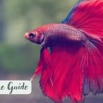 How long can a betta fish go without food? The Ultimate Betta Fish Care Guide