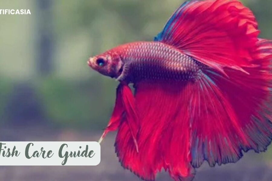 How long can a betta fish go without food? The Ultimate Betta Fish Care Guide