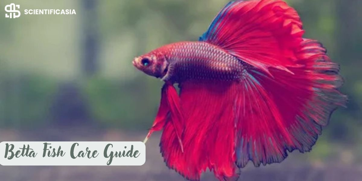 How long can a betta fish go without food? The Ultimate Betta Fish Care Guide