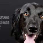 18 Techniques for Dog Stress Relief