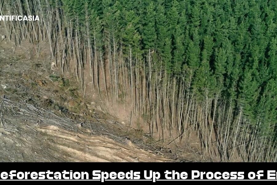 How Deforestation Speeds Up the Process of Erosion