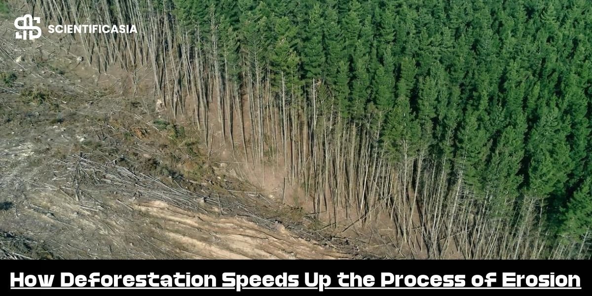 How Deforestation Speeds Up the Process of Erosion