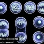 How many Daughter Cells are created from Mitosis and Cytokinesis?