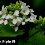 Understanding the Impact of Phytochrome B (phyB) on the Plant Life Cycle