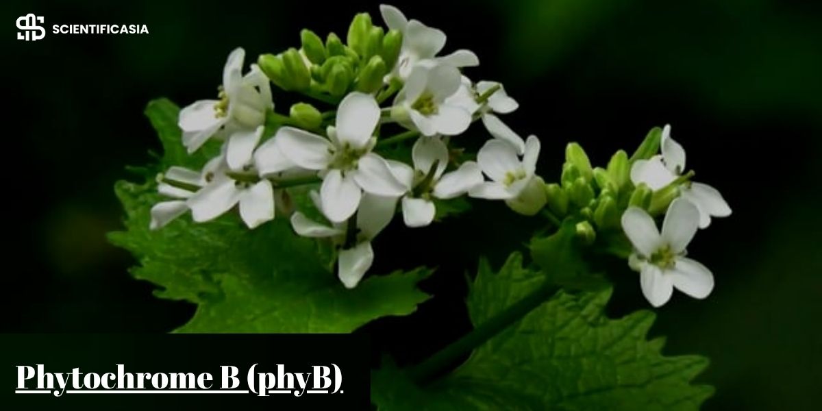 Understanding the Impact of Phytochrome B (phyB) on the Plant Life Cycle