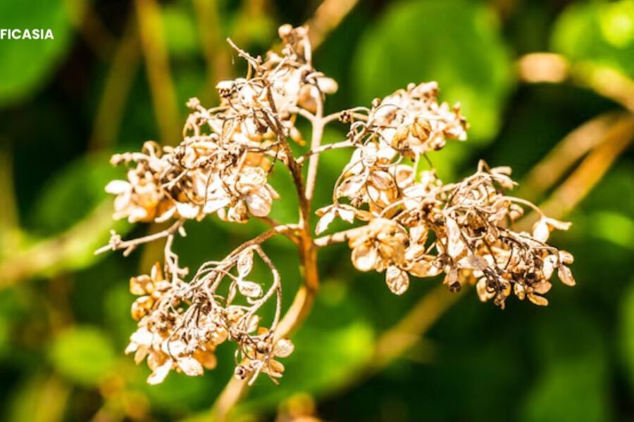 Say Goodbye to Dull Skin With Galactomyces: Clear, Glowing Skin Starts Here