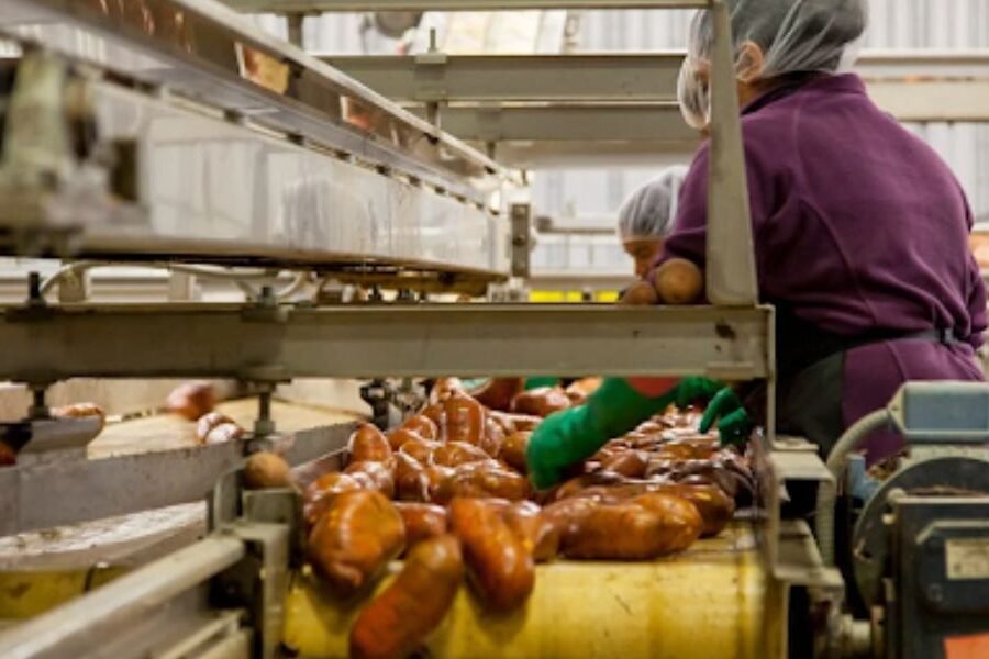 Why Belt Conveyors Remain Essential For Bulk Material Handling