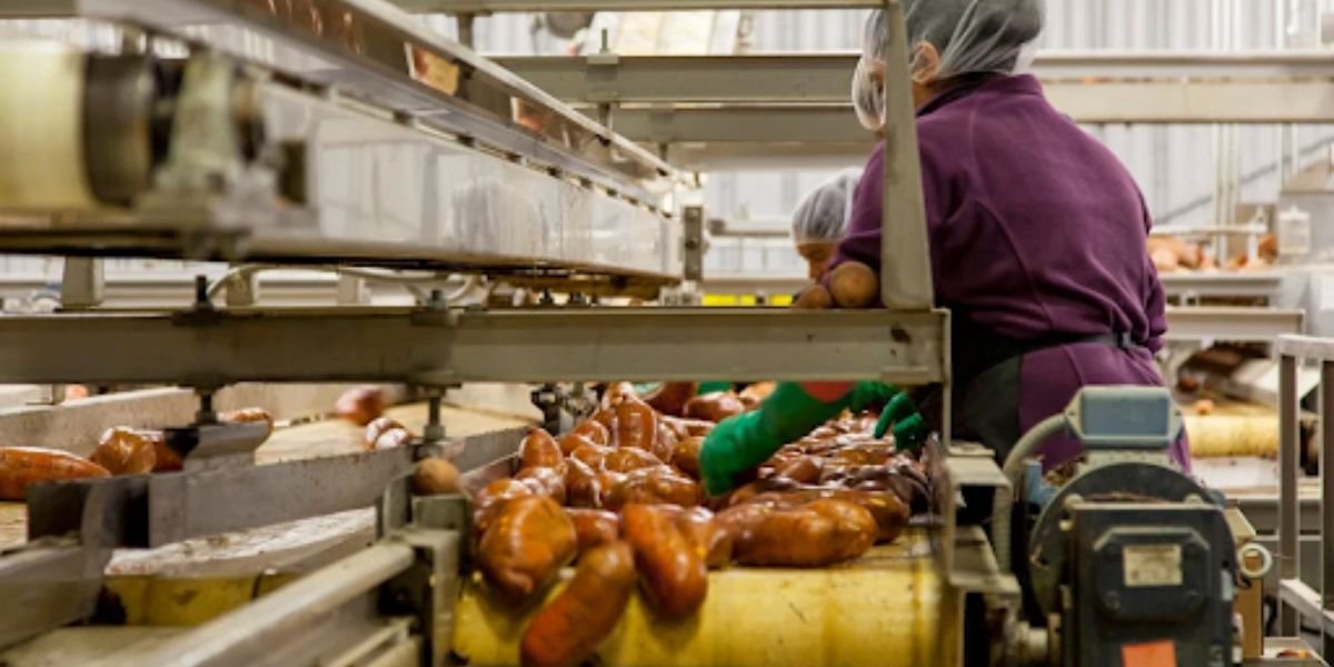 Why Belt Conveyors Remain Essential For Bulk Material Handling