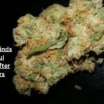 Why Creative Minds Still Love Maui Wowie Strain After All These Years