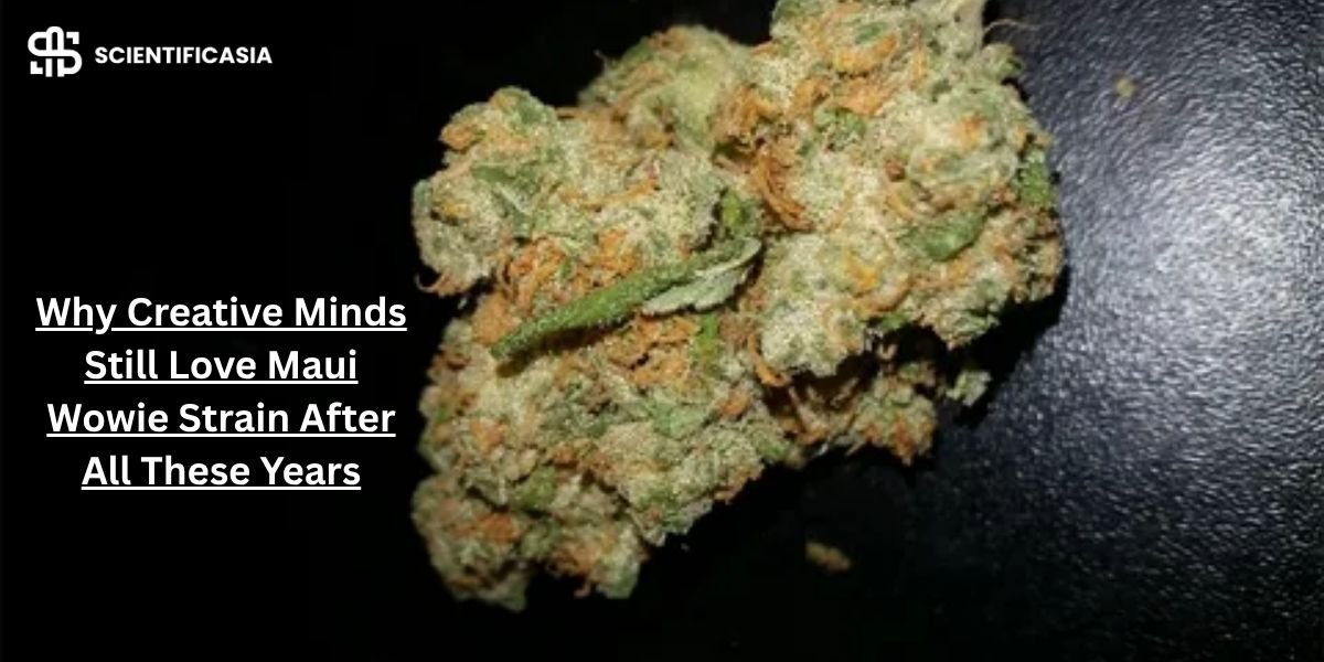Why Creative Minds Still Love Maui Wowie Strain After All These Years