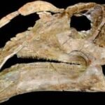 Giant Duck-Faced Dinosaur Discovered in Northern New Mexico