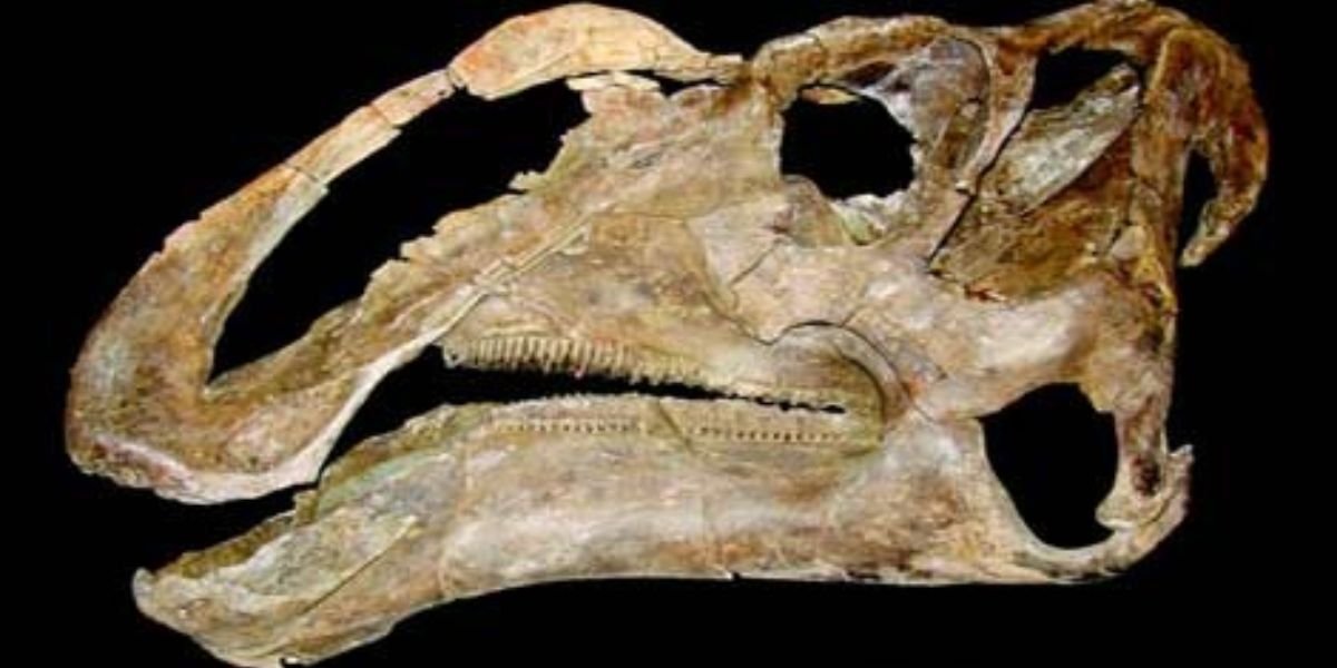 Giant Duck-Faced Dinosaur Discovered in Northern New Mexico