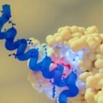 Semaglutide vs Other GLP-1 Peptides: What Biohackers Are Comparing?