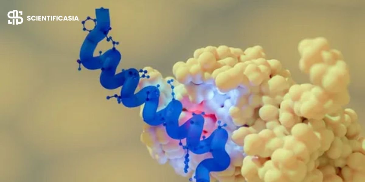 Semaglutide vs Other GLP-1 Peptides: What Biohackers Are Comparing?