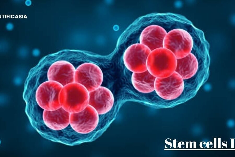 Stem Cells Dubai: Advanced Treatments for Healing and Regeneration