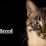How Cat DNA Breed Tests Work: The Technology Behind the Results