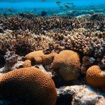 Ocean Acidification: David Hastings Elaborates on the Other Problem with CO2